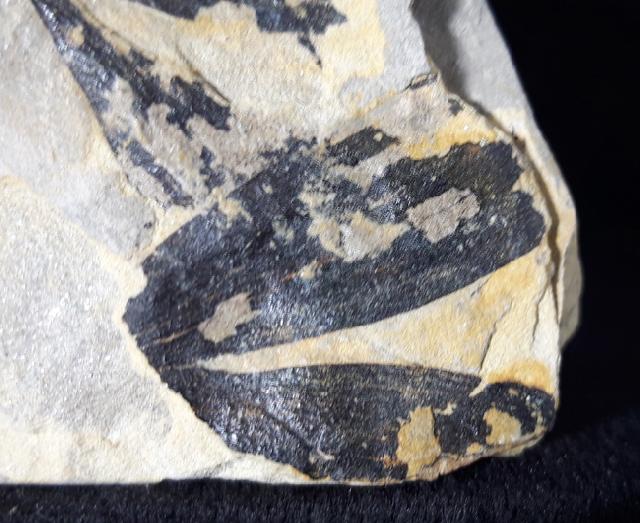 Ginkgo huttoni (STERNBERG in HEER 1876) - Bild &copy; FossNet FossilienStore